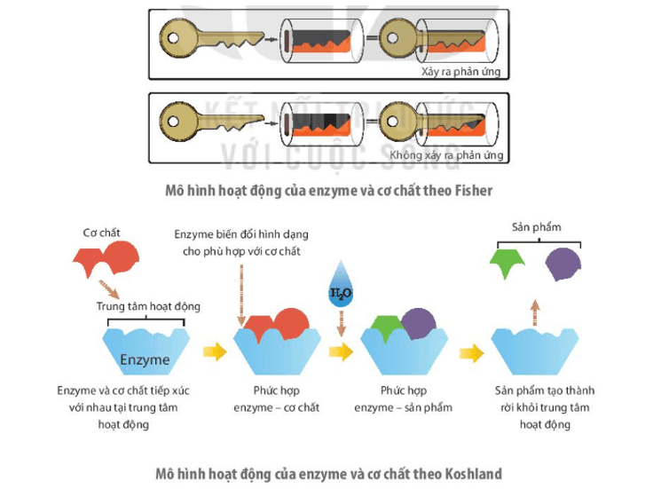 Hãy phân tích mô hình hoạt động của enzyme và cơ chất theo Fisher (1894) và theo Koshland (1958)